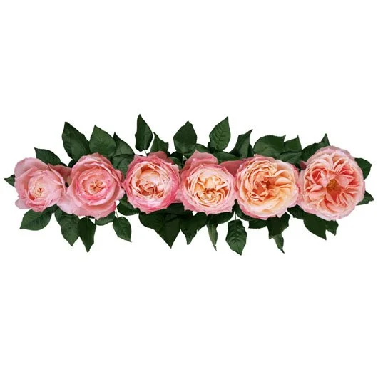 バラ　大苗　断捨離　Princess Sakura バラ 大苗 断捨離 Princess Sakura Princess Sakura. 樱花公主